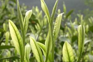 云南白化茶树种质——勐海黄叶（MenghaiHuangye）