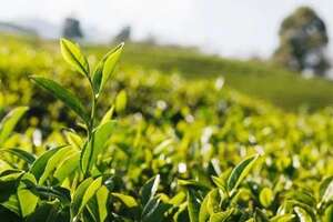 泡绿茶讲方法才有好香气和好滋味