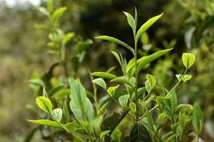 普洱茶大厂出品和小作坊哪一个更值得购买？