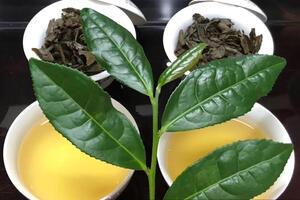 铁观音茶树品种