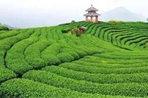 中国茶叶10大品牌