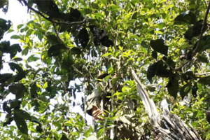 普洱茶树型为乔木小乔木灌木三类区别介绍