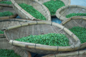 日照为什么能种绿茶