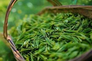 春茶上市在即你知道怎样做出的绿茶更好吗？