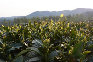 为什么说日照绿茶春茶说得茶易得好茶难？