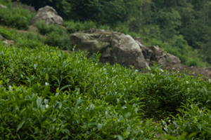 茶树品种金牡丹