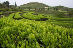 有机茶叶的种植与管理技术