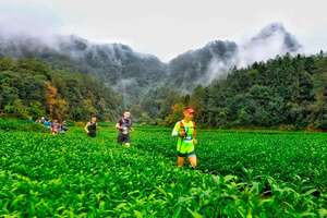 武夷山茶叶种植