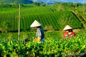 茶叶的种植地