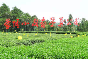 桂平西山茶林照片