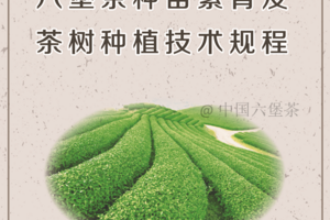 六堡茶种苗繁育及茶树种植技术规程
