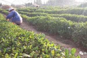 茶是这样制成的茶叶的制作流程