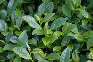 茶叶的植物学特性
