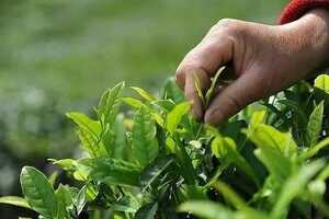 一斤好春茶到底要采摘多少颗芽头?