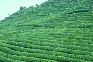 茶叶制作工艺对茶叶种类的影响