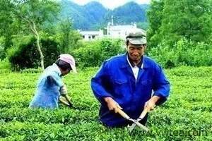 产业指导六招管理措施促春茶增效
