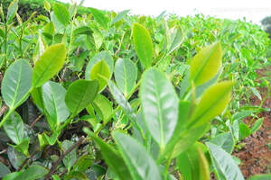 祁门红茶的最佳采摘季节与制茶工艺