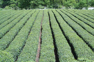 甘肃唯一的茶叶产区陇南茶区