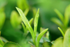 茶树种植中茶芽瘿蚊的防控技术