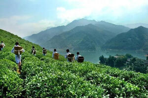 安化黑茶收藏价值