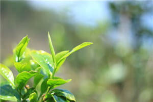 茶书推荐茶高效栽培与加工技术