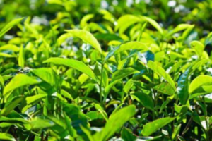 山茶树种植方法和管理