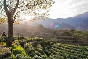 中国第一大茶市