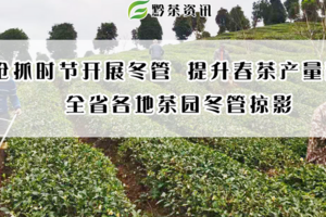 抢抓时节开展冬管提升春茶产量品质全省各地茶园冬管掠影