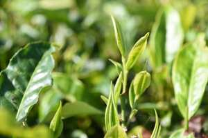 茶树种植