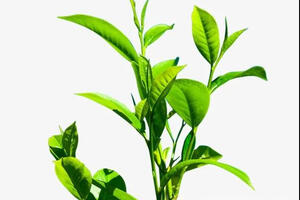 科学家查出茶树杀手抗药性从何而来