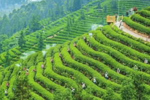 茶叶种植的栽培管理（茶叶的栽培与管理）