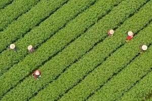 2022年春茶生产技术指导意见