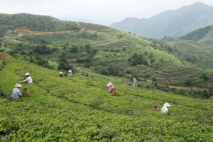白芽奇兰是什么茶属于绿茶吗