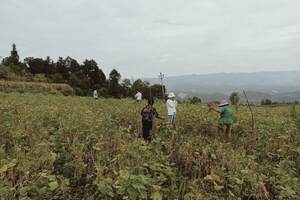贵州山地幼龄茶园套作大豆控草增肥技术