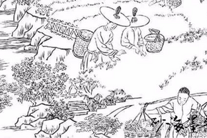 岩茶传统制作简笔图