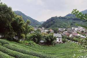 龙井村的茶叶可以买吗
