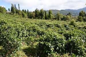 藤条普洱茶的产地