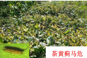 勐海县国饮茶厂产品
