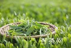 结束了贵州茶叶没有中国驰名商标历史的茶是