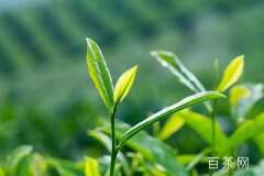 绿茶含有氟吗