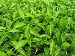 什么茶叶属于绿茶？有哪些荼叶归属于绿茶？