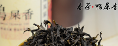 关于凤凰单丛茶，凤凰单枞属于什么茶?
