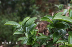 凤凰单丛（枞）茶之肉桂香型