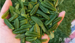 绿茶六安瓜片