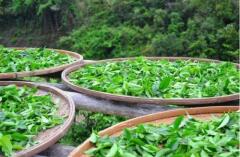 四大名茶之一的龙井茶产地是哪儿