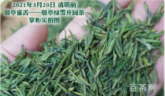 红雪茶一斤多少钱