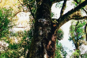 千家寨丨世外桃源——成就基尼斯认证的世界最大古茶树