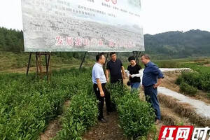 湘西州茶叶专家到龙山县靛房镇调研指导茶产业