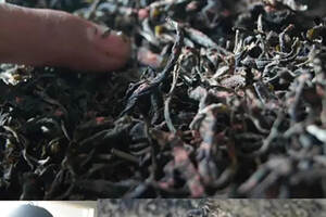 微生物制茶：茶叶的接种发酵