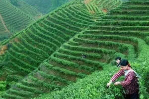 茶文化的起源及发展论文